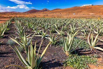 芦荟真正植物芦荟真正种植园Fuerteventura<strong>金丝</strong>雀岛屿西班牙芦荟真正日益增长的岛Fuerteventura<strong>金丝</strong>雀岛屿西班牙芦荟真正种植园<strong>金丝</strong>雀岛屿