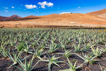 芦荟真正植物芦荟真正种植园Fuerteventura<strong>金丝</strong>雀岛屿西班牙芦荟真正日益增长的岛Fuerteventura<strong>金丝</strong>雀岛屿西班牙芦荟真正种植园<strong>金丝</strong>雀岛屿