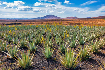 芦荟真正植物芦荟真正种植园Fuerteventura<strong>金丝</strong>雀岛屿西班牙芦荟真正日益增长的岛Fuerteventura<strong>金丝</strong>雀岛屿西班牙芦荟真正种植园<strong>金丝</strong>雀岛屿