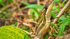 常见的蛇怪热带热带雨林科斯塔黎加