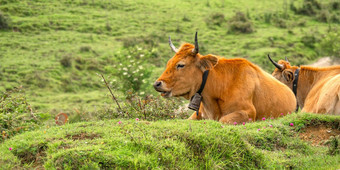 卡西纳<strong>牛</strong>受保护的景观塞拉cuera西班牙