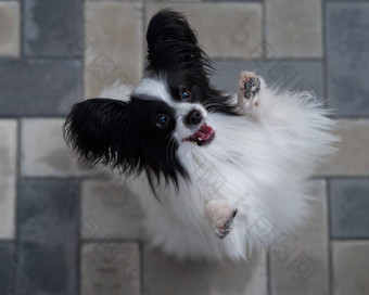 前视图帕皮利翁狗人行道上肖像黑色的白色大陆猎犬