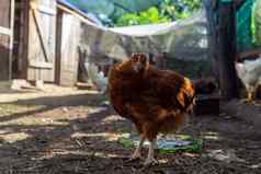 棕色（的）母鸡农场自制的家禽国内家禽农场