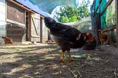 黑色的母鸡农场自制的家禽国内家禽农场