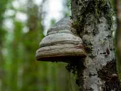 传染媒介fomentarius日益增长的桦木易燃物蘑菇种植树树干