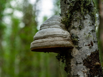 传染媒介fomentarius日益增长的桦木易燃物蘑菇种<strong>植树</strong>树干