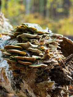 树蘑菇日益增长的下降树树干寄生真菌树
