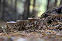 层状蘑菇特写镜头视图秋天蘑菇森林