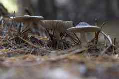 层状蘑菇特写镜头视图秋天蘑菇森林