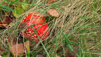 小飞木耳安妮塔致幻剂蘑菇帽覆盖干草叶子