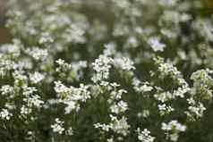 浅深度照片花朵焦点小白色花床上摘要春天背景