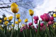 郁金香花床上黄色的粉红色的花天空树春天花