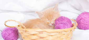 姜小猫睡觉稻草篮子粉红色的球棉衣,线程白色床上