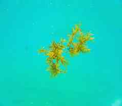特写镜头水下拍摄棕色（的）海藻藻类浮动表面浅热带海