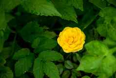 美丽的黄色的玫瑰花盛开的绿色叶子植物日益增长的花园自然园艺背景花壁纸明信片霍利迪亚斯复制空间