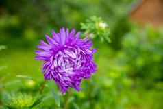 紫色的Aster盛开花园紫色的花秋天花园紫色的菊花紫罗兰色的花头中国Aster