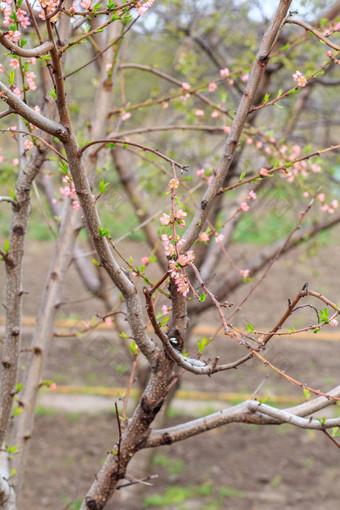 分支机构桃子树期春天开花