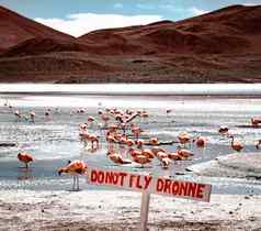 禁止无人机飞行白色标志阳光环礁湖火烈鸟