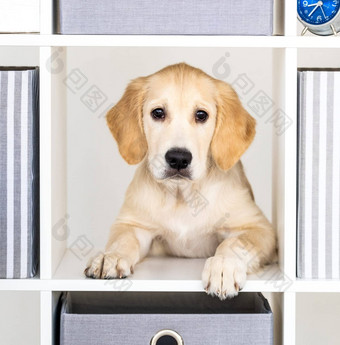 狗窥视储物柜