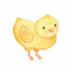 可爱的卡通小鸡水彩插图孤立的白色农场动物