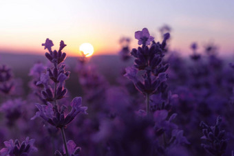 薰衣草花场特写镜头日落新鲜的紫色的芳香花自然背景设计模板生活方式插图紫罗兰色的薰衣草场普罗旺斯法国