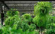 蕨类植物绿色叶子挂篮子迷人的室内挂花园波士顿蕨类植物植物挂能装饰花园美丽的设计蕨类植物花园护理蕨类植物挂篮子