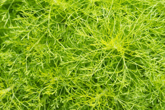 绿色叶子观赏植物花园完整的框架小绿色叶纹理背景密集的绿色叶美模式纹理背景绿色壁纸自然摘要背景