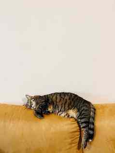 虎斑猫睡觉回来黄色的沙发房间