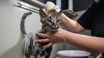 女人洗头虎斑灰色的猫梳理沙龙
