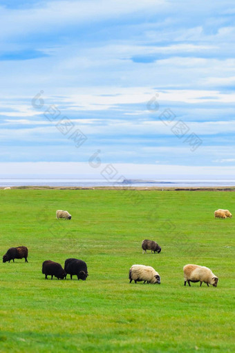 冰岛羊吃草山草地<strong>海洋</strong>海岸线集团国内动物纯清晰的自然<strong>生态</strong>清洁羊肉肉羊毛生产风景优美的区域