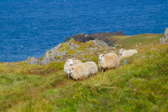 冰岛羊吃草山草地海洋海岸线集团国内动物纯清晰的自然生态清洁羊肉肉羊毛生产风景优美的区域
