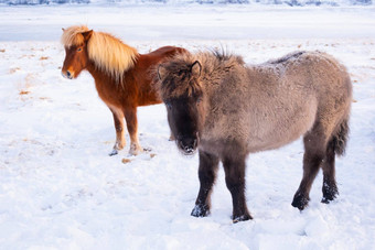 马冬天农村动物雪覆盖草地纯自然冰岛冻<strong>北景</strong>观冰岛马品种马发达冰岛
