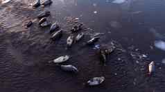 皮毛海豹自然环境纯冰岛自然海洋海岸浮动冰日落野生动物冰岛海狮子空中视图
