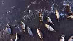 皮毛海豹自然环境纯冰岛自然海洋海岸浮动冰日落野生动物冰岛海狮子空中视图