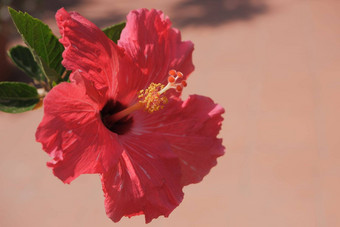 芙蓉蔷薇-中华热带常绿植物粉红色的花绿色叶子阳光明媚的一天中国人芙蓉中国玫瑰复制空间