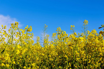 黄色的油菜籽花蓝色的天空<strong>石油</strong>生物燃料生产