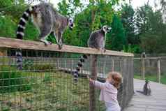 女孩动物园触摸尾巴狐猴