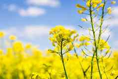 美丽的黄色的油菜籽场美丽的蓝色的天空生物燃料概念模糊的地方登记