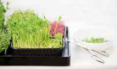 健康的食物概念日益增长的在盒子豌豆剪刀碗减少在