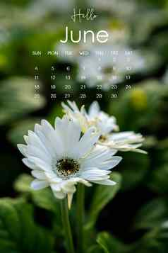 6月日历页面白色菊花花园
