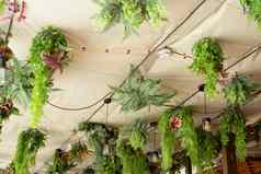 咖啡馆室内元素亲生设计天花板装饰挂室内植物概念亲生物