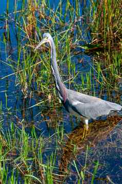 蓝色的鹭Egrettacaerulea中央佛罗里达池塘佛罗里达
