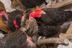 黑色的国内鸡母鸡关闭鲈鱼鸟精品家禽农业牲畜