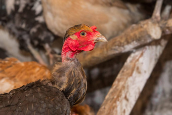 黑暗国内鸡母鸡关闭鲈鱼鸟精品家禽农业牲畜