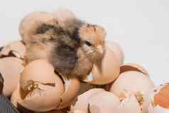 特写镜头毛茸茸的可爱的鸡小小鸡蛋壳背景孵化