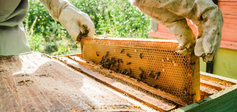 养蜂人删除蜂窝蜂巢横幅人养蜂人西装采取蜂蜜蜂巢农民穿蜜蜂西装工作蜂窝养蜂场养蜂农村有机农业