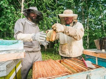 养蜂人删除蜂窝蜂巢人养蜂人西装采取蜂蜜蜂巢农民穿蜜蜂西装工作蜂窝养蜂场养蜂农村有机农业