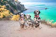 听话达尔马提亚狗坐背景Azure海老板狗红色的项圈绿色概念假期旅行海宠物