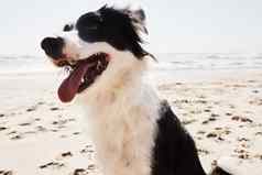 海滩伟大的的地方宠物很酷的可爱的边境牧羊犬海滩