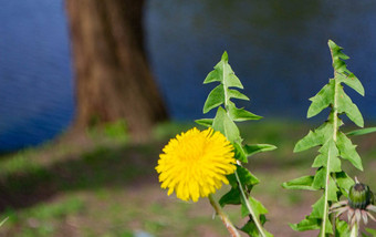 黄色的花<strong>蒲公英</strong>绿色背景春天夏天背景